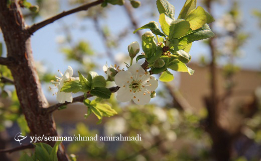 به شکوفه نشستن درختان در آستانه بهار + تصاویر