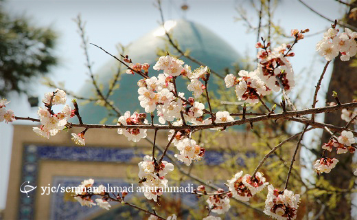 به شکوفه نشستن درختان در آستانه بهار + تصاویر