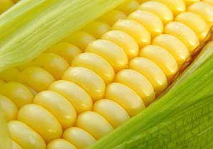 واردات بیش از 5 هزار تن ذرت کشاورزی کدام کشورها را رونق بخشیده است؟