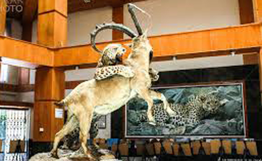 گالیکش دروازه سبز در شرق گلستان