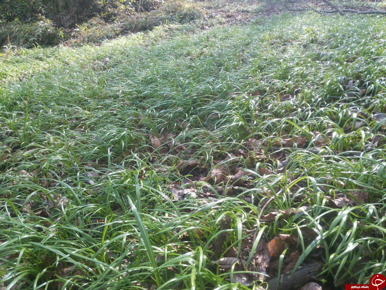 رسیدن بهار در روستای بالاکولا + تصاویر
