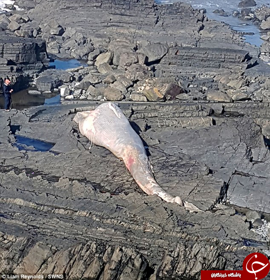 تصاویر دلخراشی که پهپاد گرفتند