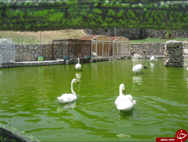 نمایی از باغ پرندگان کاشان + تصاویر