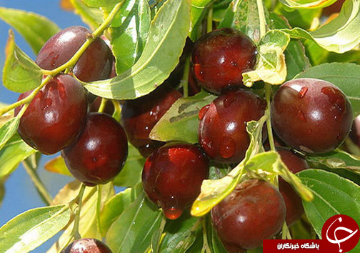 بیرجند،نگین کویر ایران