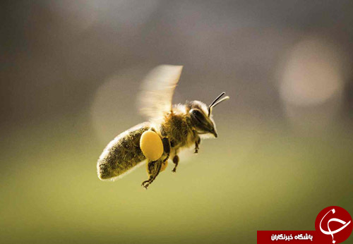 از عضو شیرخوار پارلمان اروپا تا سخنرانی دالای لاما در هند
