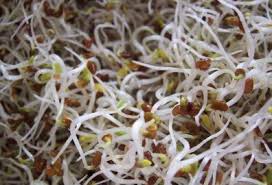 نرخ فروش انواع جوانه در میادین میوه و تره بار