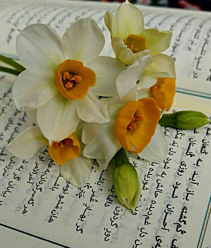 شعر/ حُسنِ تو داده به من لذت بینایی را