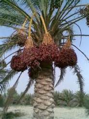 آغاز عملیات گرده افشانی نخیلات خرما در شهرستان دلگان
