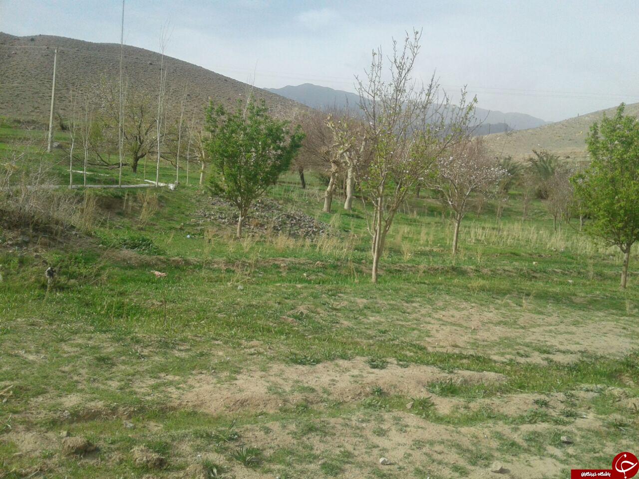 شکوفا شدن درختان با رسیدن بهار + تصاویر