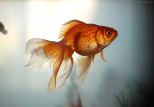 مهمان های ناخوانده سفره هفت سین