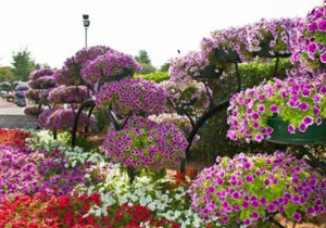 باغچه های گل در بیش از 150 نقطه پر تردد شهر شکل گرفت