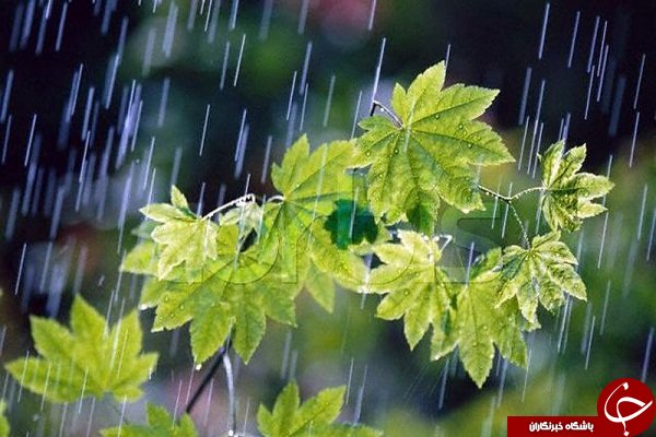 پربازدیدترین خبرهای بوشهر در یک کلیک