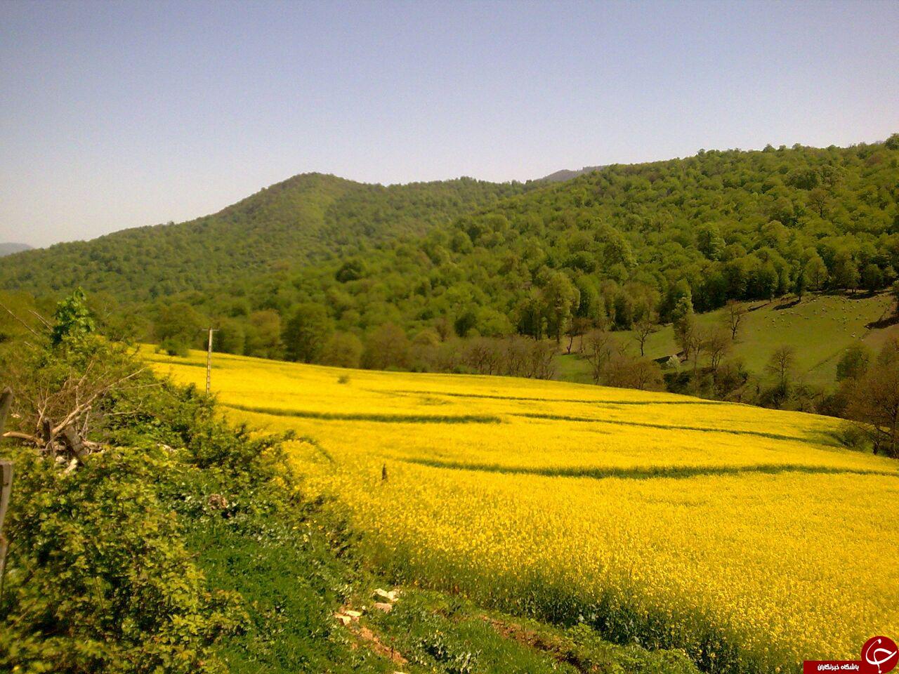 طبیعت زیبای چهار دانگه ساری در قالب تصویر