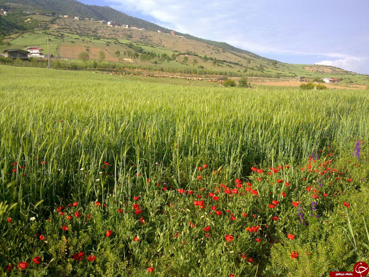 طبیعت زیبای چهار دانگه ساری در قالب تصویر