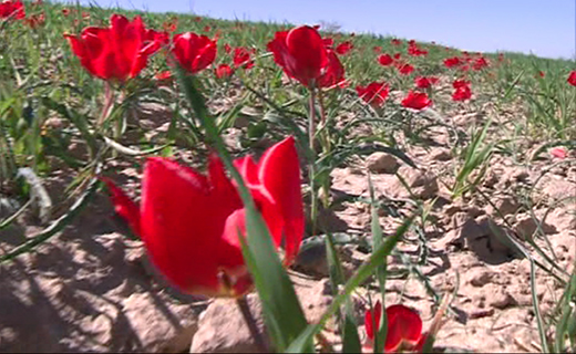 بهشت ناشناخته در مرز گلستان
