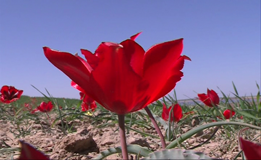 بهشت ناشناخته در مرز گلستان