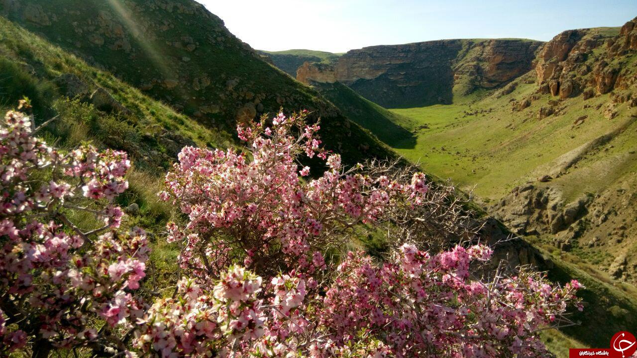 مناظر زیبای دره زرشکه در بیجار + تصاویر