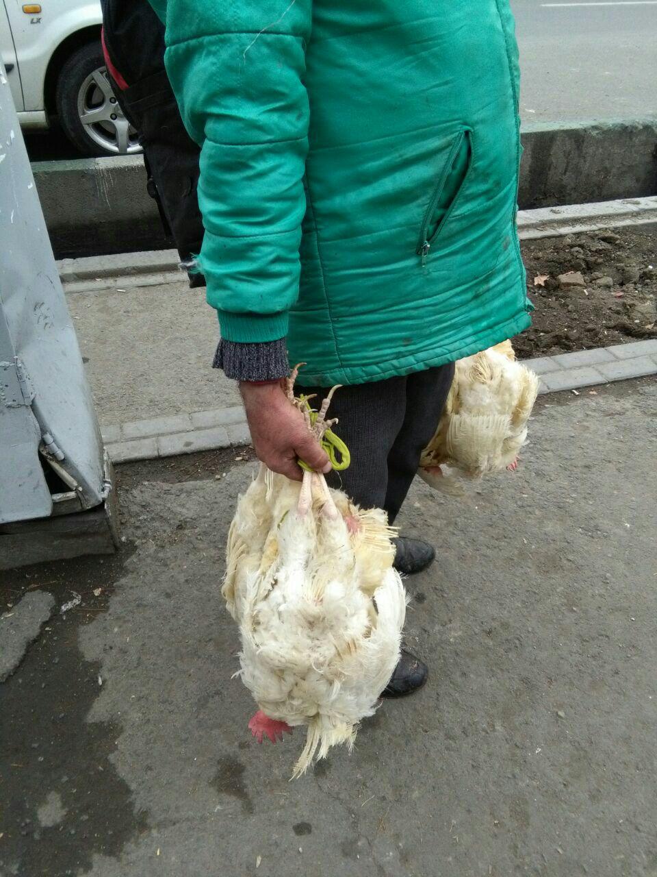 دستفروشی که مرغ زنده می&zwnj;فروشد/ وقتی دستفروشی به معضل ترافیک دامن می&zwnj;زند