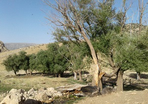 نمایی از طبیعت روستای حریر + تصاویر