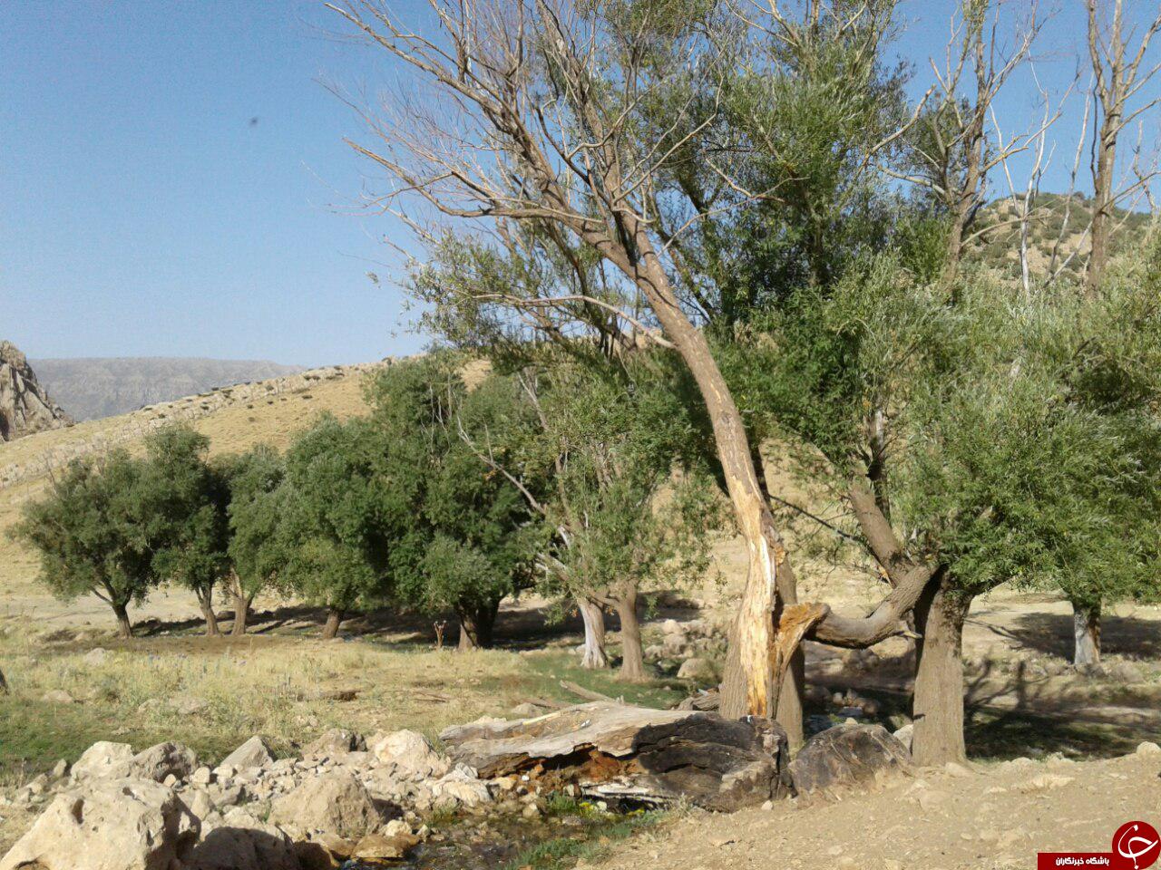 نمایی از طبیعت روستای حریر + تصاویر