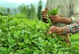 واریز کامل مطالبات چایکاران