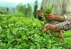 واریز کامل مطالبات چایکاران