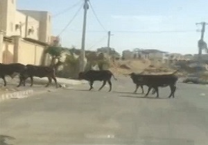 تردد بی‌دردسر احشام در خیابان های چابهار! + فیلم