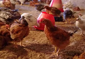 معدوم سازی یک هزار قطعه پرنده بومی در حاجی آباد