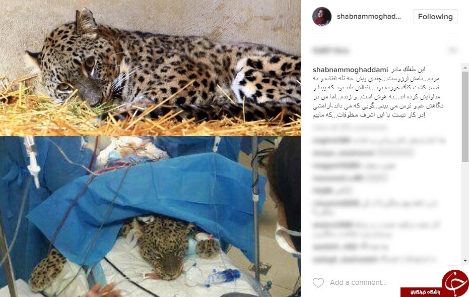 پست اینستاگرامی شبنم مقدمی برای حفظ گونه&zwnj;های در حال انقراض