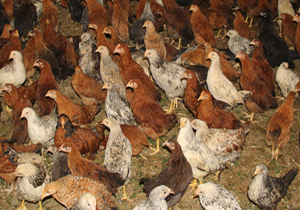 پاکسازی دومین کانون آنفلوآنزای فوق حاد در کوهرنگ
