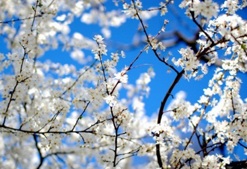 بهار فصل سلامی دوباره به زندگی