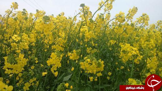 جاده های گلستان شما را می خوانند + عکس