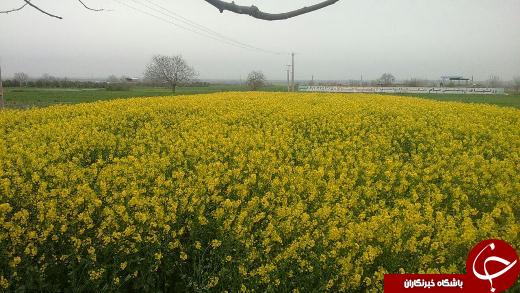 جاده های گلستان شما را می خوانند + عکس