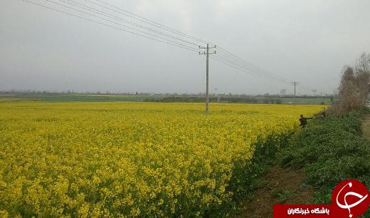 جاده های گلستان شما را می خوانند + عکس