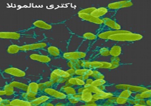 معدوم سازی 20 تن ماهی فاسد