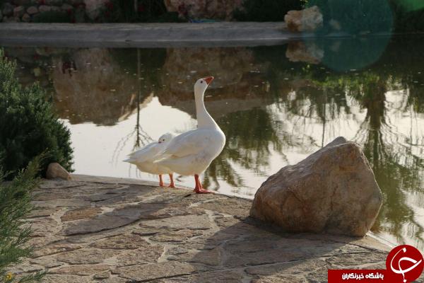 پارک آبشار بافق، بهشتی در کویر + تصاویر