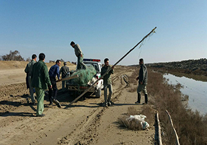 جمع آوری 25 رشته دام هوایی غیرمجاز از گمیشان