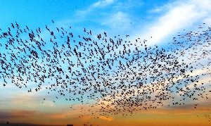 ورود ممنوع آنفولانزای فوق حاد پرندگان در استان زنجان
