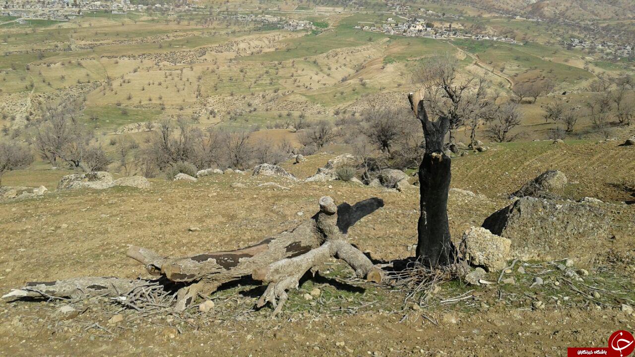 قلع و قمع درختان در قلعه سرد ایذه +تصاویر