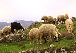 رژیم صهیونیستی زمین ها و دام های فلسطینیان را مسموم می کند