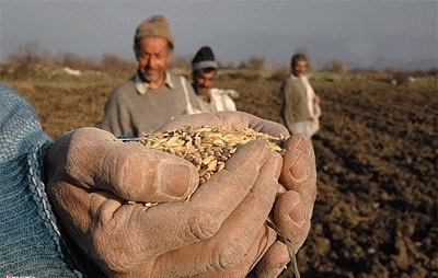 گلایه کشاورزان از نرخ خرید تضمینی به حق است/ تعیین نرخ خرید تضمینی گندم بر مبنای تورم یک ضرورت است