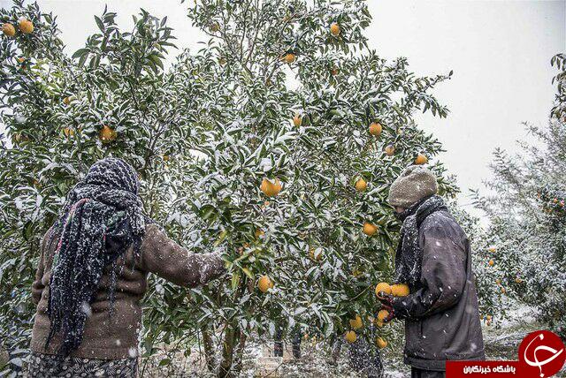 نگاهی گذرا به مهمترین رویدادهای 6 اسفند در مازندران