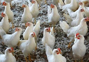 مشاهده آنفلوآنزای فوق حاد در یک مرغداری صنعتی