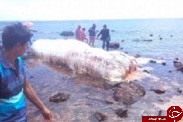 دیده شدن موجود مرموز در سواحل فیلیپین پس از زلزله
