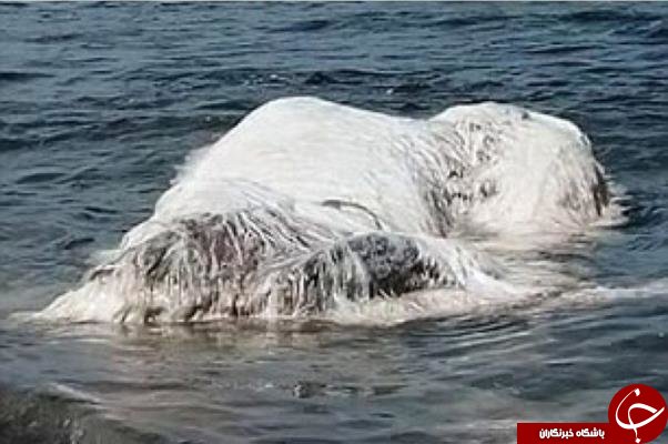 دیده شدن موجود مرموز در سواحل فیلیپین پس از زلزله