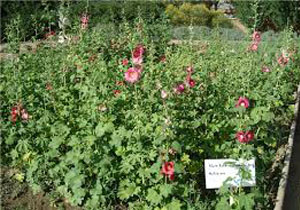 نهایی شدن سند توسعه گیاهان دارویی