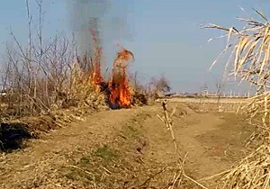 لحظه آتش گرفتن نیزار بابل + فیلم