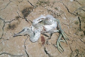 گندم سمی پرندگان مهاجر را به کام مرگ کشاند