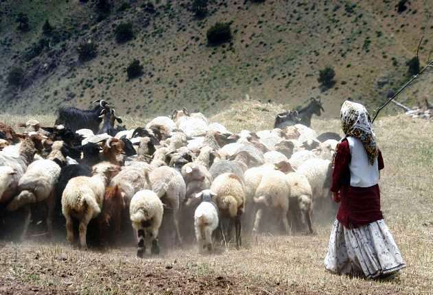 تلف شدن 300 راس دام عشایر استان بوشهر