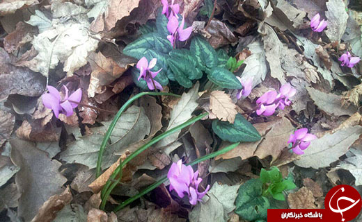 نرم نرمک می&zwnj;رسد اینک بهار